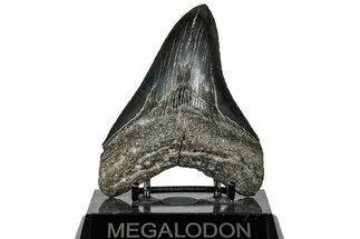 Serrated, Fossil Megalodon Tooth - South Carolina #306300