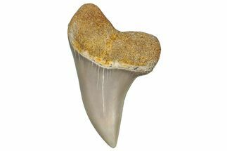 Fossil Shark Tooth (Carcharodon planus) - Bakersfield, CA #306783