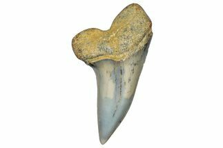 Fossil Shark Tooth (Carcharodon planus) - Bakersfield, CA #306820