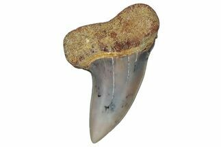 Fossil Shark Tooth (Carcharodon planus) - Bakersfield, CA #306831