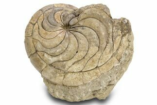 Fossil Nautilus (Aturia) - Boujdour, Morocco #306923