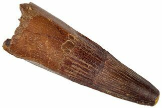 Fossil Spinosaurus Tooth - Real Dinosaur Tooth #305806