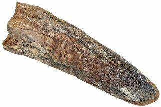 Fossil Spinosaurus Tooth - Real Dinosaur Tooth #305827