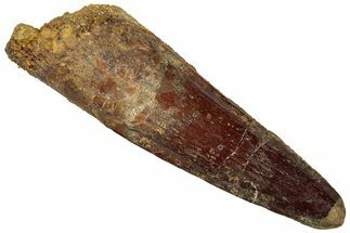 Fossil Spinosaurus Tooth - Real Dinosaur Tooth #305832