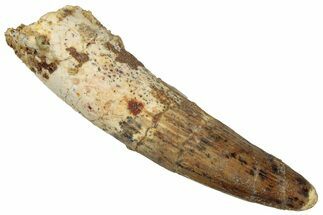 Fossil Spinosaurus Tooth - Real Dinosaur Tooth #305840