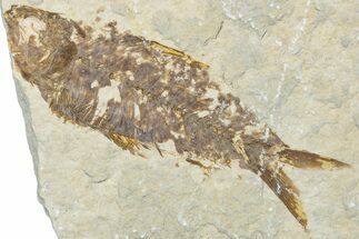 Bargain, Fossil Fish (Knightia) - Wyoming #307156