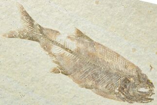 Rare Fossil Mooneye Fish (Eohiodon) - Wyoming #307162