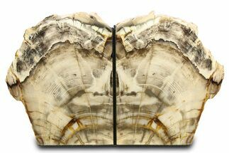 Tall, Colorful Petrified Wood Bookends - Washington #307190