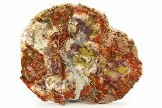 Petrified Wood For Sale