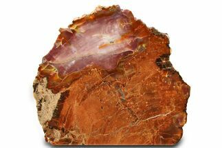 Colorful Petrified Wood (Araucarioxylon) Stand-Up - Arizona #307192