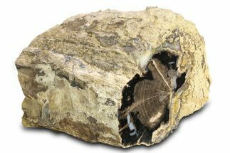 Wide, Petrified Wood (Schinoxylon) Limb - Blue Forest, Wyoming #307194