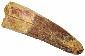 Fossil Spinosaurus Tooth - Real Dinosaur Tooth #305871