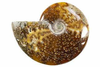 Bargain, Polished Cretaceous Ammonite (Cleoniceras) Fossil #305911