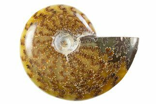 Polished Cretaceous Ammonite (Cleoniceras) Fossil - Madagascar #305918