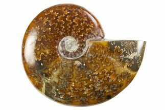 Polished Cretaceous Ammonite (Cleoniceras) Fossil - Madagascar #305923