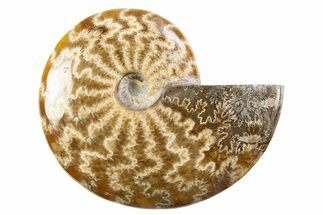 Polished Cretaceous Ammonite (Cleoniceras) Fossil - Madagascar #305924