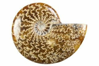 Polished Cretaceous Ammonite (Cleoniceras) Fossil - Madagascar #305921