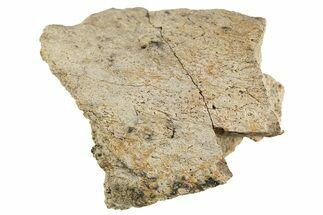 Dinosaur (Triceratops) Frill Shield Section - Montana #307051