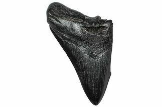 Partial, Fossil Megalodon Tooth - South Carolina #307296