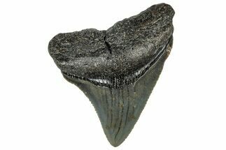 Serrated, Juvenile Megalodon Tooth - North Carolina #307320