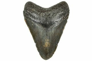 Serrated, Juvenile Megalodon Tooth - North Carolina #307323