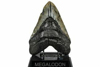 Huge, Fossil Megalodon Tooth - South Carolina #307428