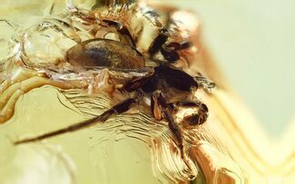 Detailed Fossil Corinnid Sac Spider (Corinnidae) In Baltic Amber #307211