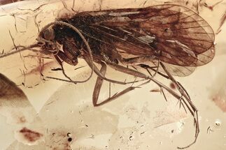 Two Fossil Caddisflies and a Fungus Gnat In Baltic Amber #307361