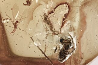 Fossil Gall Midges, Moth Fly, Ant & Partial Bristletail In Amber #307366