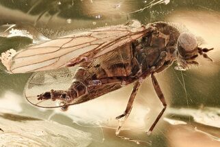 Detailed Fossil Hairy Snipe Fly (Bolbomyia) In Baltic Amber #307397