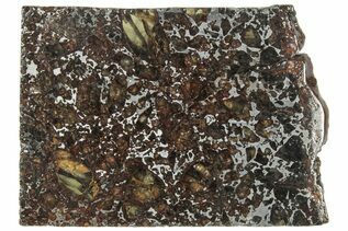 Pallasite Meteorites For Sale