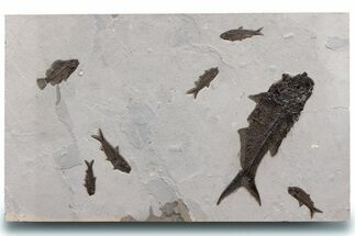 Natural, Fossil Fish Mural From Bottom Cap Layer - Wyoming #307797