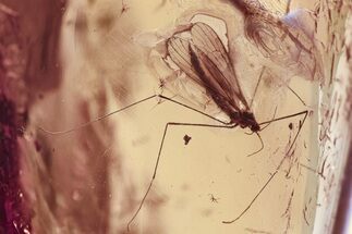 Detailed Fossil Crane Fly and True Midge in Baltic Amber #307660