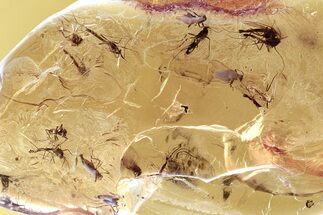 Detailed Fossil True Midge Swarm (Chironomidae) In Baltic Amber #307704