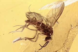 Detailed Fossil Fungus Gnat (Mycetophilidae) In Baltic Amber #307838