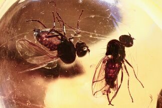 Four Fossil Flies (Microphorinae) In Baltic Amber #307886