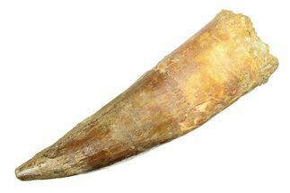 Real Spinosaurus Tooth - Huge Dinosaur Tooth #307936