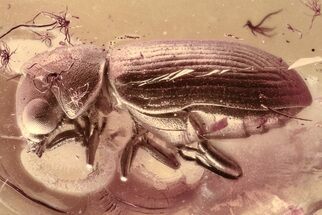 Detailed Fossil Beetle (Xyletininae) in Baltic Amber #307628