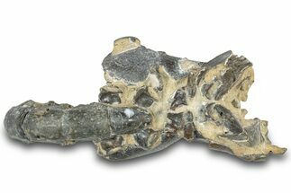 Fossil Mud Lobster (Thalassina) - Gunn Poin, Australia #307724