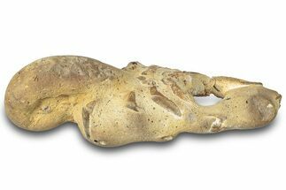 Fossil Mud Lobster (Thalassina) - Gunn Poin, Australia #307734