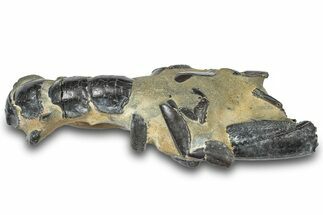 Fossil Mud Lobster (Thalassina) - Gunn Poin, Australia #307736