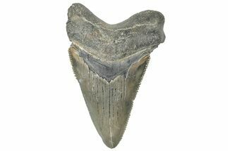 Serrated Angustidens Tooth - Megalodon Ancestor #308023