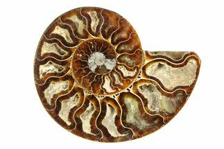 Cut & Polished Ammonite Fossil (Half) - Crystal Pockets #308092