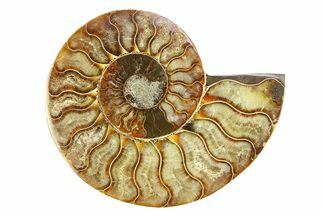 Cut & Polished Ammonite Fossil (Half) - Madagascar #308104