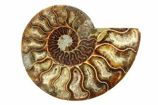 Cut & Polished Ammonite Fossil (Half) - Madagascar #308107