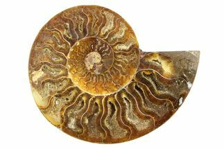 Cut & Polished Ammonite Fossil (Half) - Crystal Pockets #308108