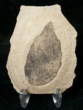 Unidentified Fossil Leaf - Green River Formation #16833