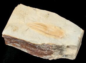 Unidentified Fossil Plant Seed Pod - Green River Formation #16836