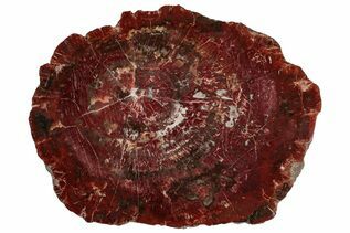 Petrified Wood For Sale