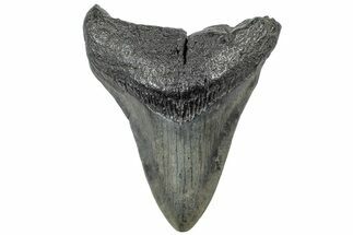 Fossil Megalodon Tooth - South Carolina #308081